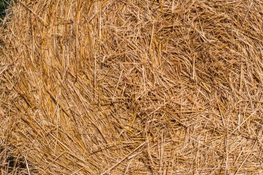 samanlık doku. bir rulo sahada içine saman bükülmüş. yaz güneşli gün.