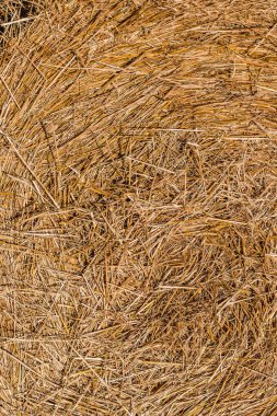 samanlık doku. bir rulo sahada içine saman bükülmüş. yaz güneşli gün.