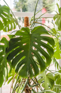 Güzel ev bitki bitkiyi, büyük yeşil yaprakları ile!
