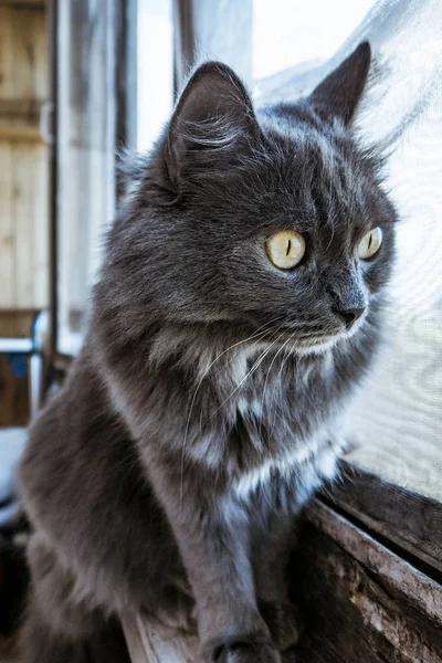 Серый Кот Смотрит Окно Сидит Подоконнике — стоковое фото
