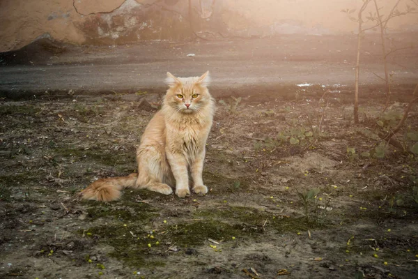 Bahçedeki Sokak Kırmızı Kedi Yaz Günü — Stok fotoğraf