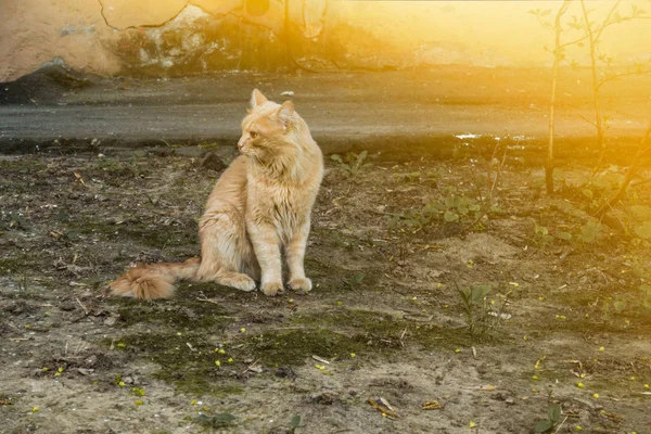 Straße Rote Katze Hof Sommertag — Stockfoto