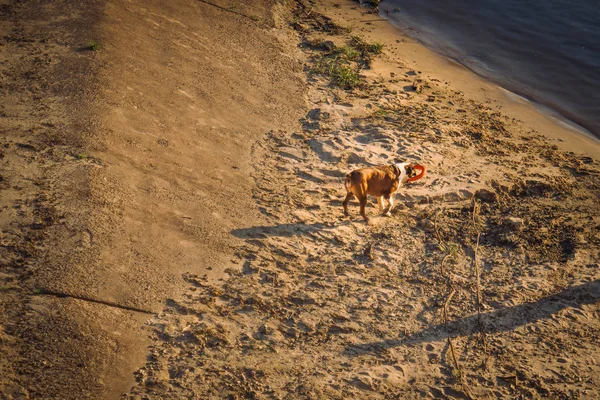 Ein Hund Strand Der Nähe Des Wassers Läuft Hinter Dem — Stockfoto