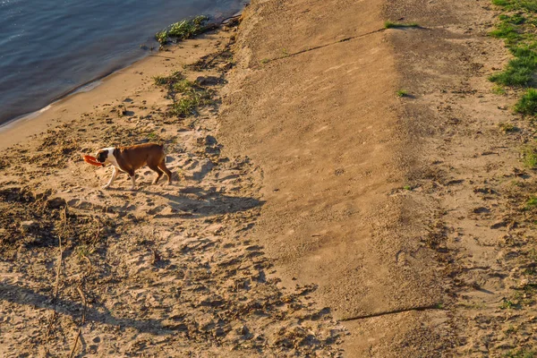 Ein Hund Strand Der Nähe Des Wassers Läuft Hinter Dem — Stockfoto