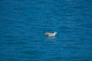 Bir martı denizde yüzüyor. Saf mavi su. Yaz günü