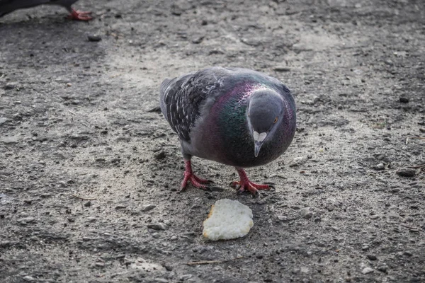 Pigeons Flew Place Feeding People Feed Birds Bread Summer Day — Stock Photo, Image