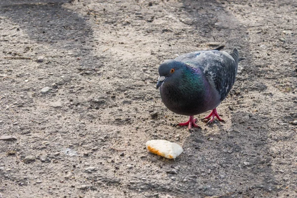 Pigeons Flew Place Feeding People Feed Birds Bread Summer Day — Stock Photo, Image