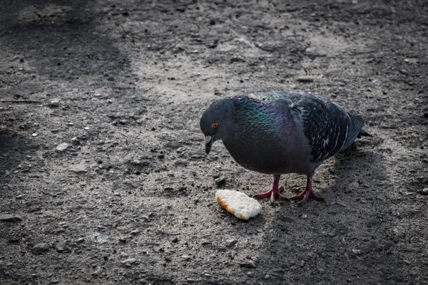 Pigeons Flew Place Feeding People Feed Birds Bread Summer Day — Stock Photo, Image