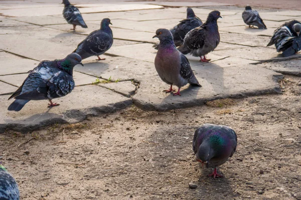 Pigeons Flew Place Feeding People Feed Birds Bread Summer Day — Stock Photo, Image