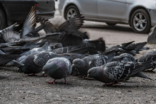 Pigeons Flew Place Feeding People Feed Birds Bread Summer Day — Stock Photo, Image