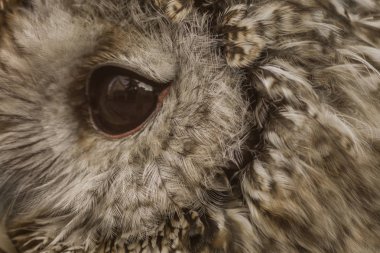 Baykuş kapatın. Güzel yabani kuş. Kahverengi kuş tüyü. Yaz