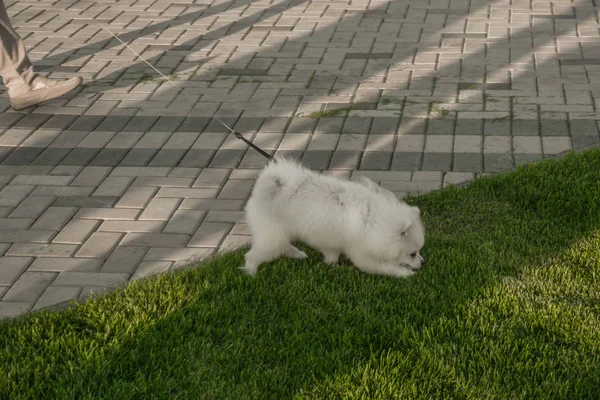 Pomerania Spitz Guinzaglio Una Passeggiata Nel Parco Sul Prato Giornata — Foto Stock