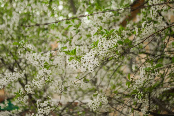 春桜の開花 美しい白い花 晴れた日 — ストック写真