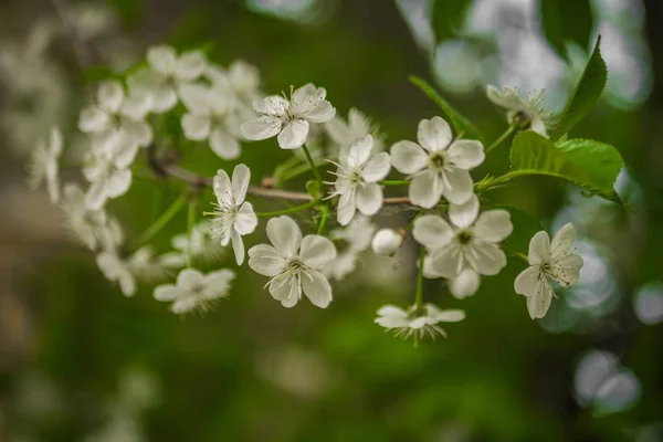 春桜の開花 美しい白い花 晴れた日 — ストック写真