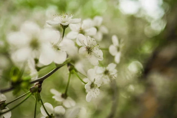 春桜の開花 美しい白い花 晴れた日 — ストック写真