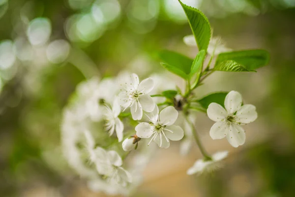 春桜の開花 美しい白い花 晴れた日 — ストック写真