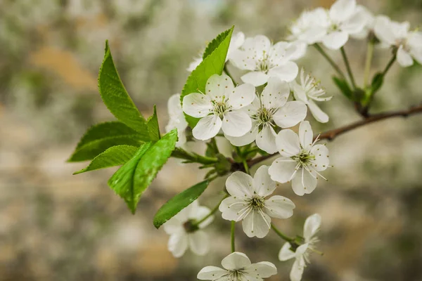 春桜の開花 美しい白い花 晴れた日 — ストック写真