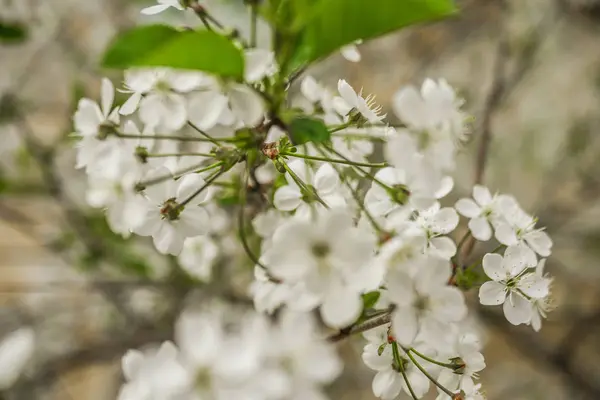 春桜の開花 美しい白い花 晴れた日 — ストック写真