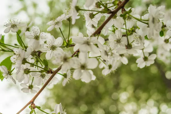 春桜の開花 美しい白い花 晴れた日 — ストック写真