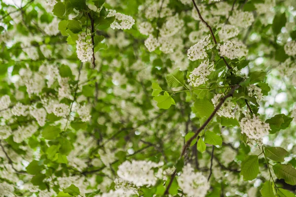 春桜の開花 美しい白い花 晴れた日 — ストック写真