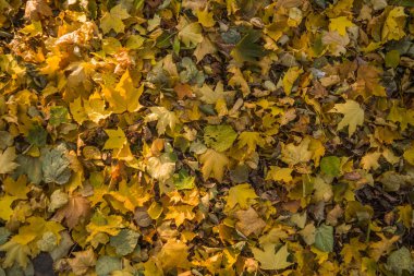 Sonbahar park, ağaçlarının, sarı düşmüş yaprakları parlak güneşli bir günde