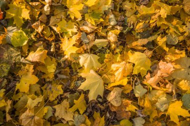 Sonbahar park, ağaçlarının, sarı düşmüş yaprakları parlak güneşli bir günde