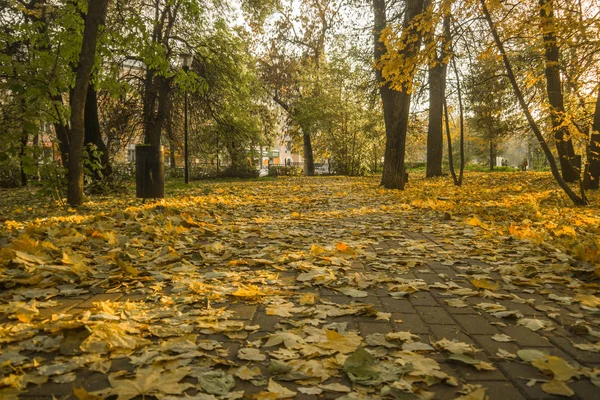 Jesienny Park Żółtych Liści Drzew Jasny Słoneczny Dzień — Zdjęcie stockowe