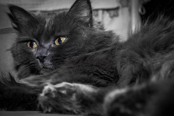 Gray Fluffy Cat Lying Couch Cat Close — Stock Photo, Image