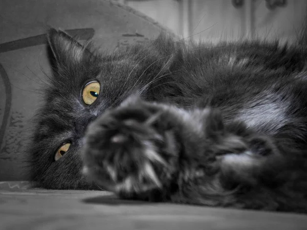 Szary Kot Fluffy Leżąc Kanapie Kot Bliska — Zdjęcie stockowe