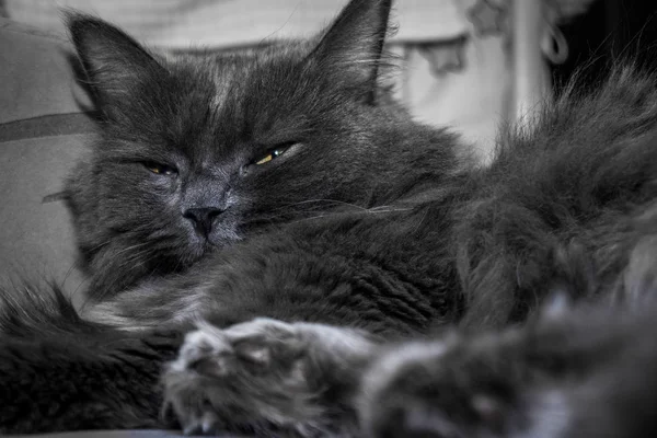 Grå Fluffig Katt Liggande Soffan Katt Nära Håll — Stockfoto