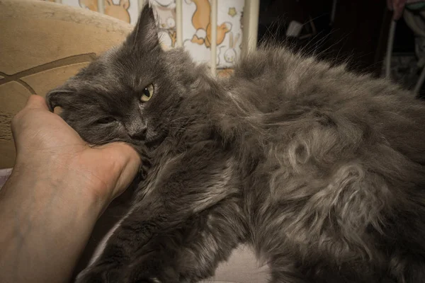 Gray Fluffy Cat Lying Couch Cat Close — Stock Photo, Image