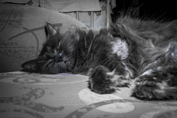 Graue Flauschige Katze Auf Dem Sofa Liegend Katze Aus Nächster — Stockfoto