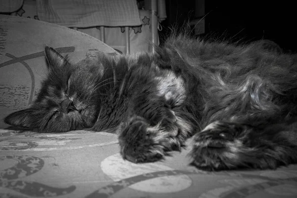 Γκρι Χνουδωτή Γάτα Ξαπλωμένη Στον Καναπέ Κοντινό Γάτα — Φωτογραφία Αρχείου
