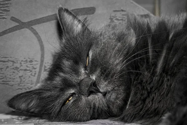 Серый Пушистый Кот Лежит Диване Cat Close — стоковое фото
