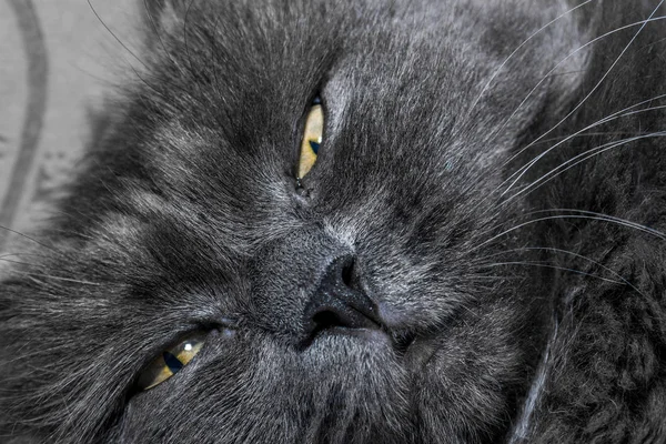 Gato Macio Cinzento Deitado Sofá Gato Perto — Fotografia de Stock