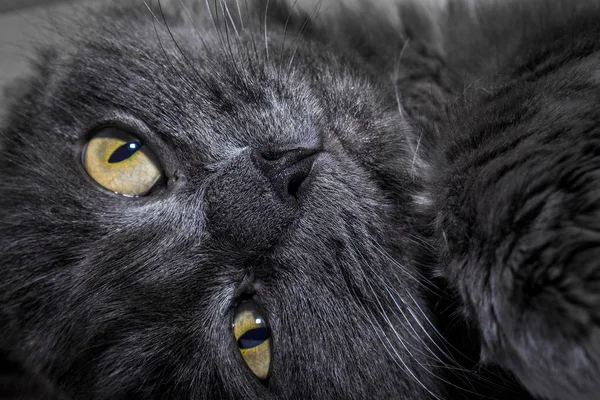 Gato Gris Esponjoso Acostado Sofá Gato Cerca — Foto de Stock