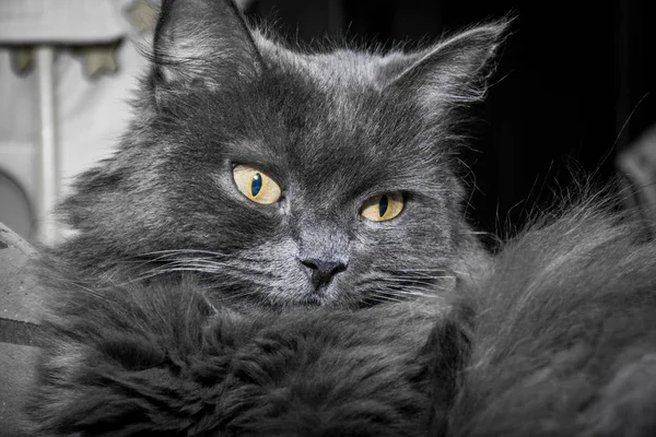 Grå Fluffig Katt Liggande Soffan Katt Nära Håll — Stockfoto