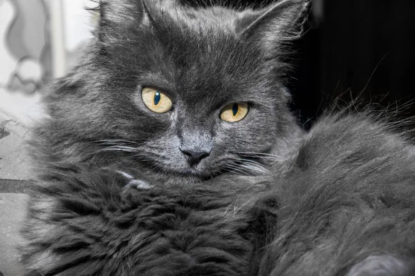 Grå Fluffig Katt Liggande Soffan Katt Nära Håll — Stockfoto