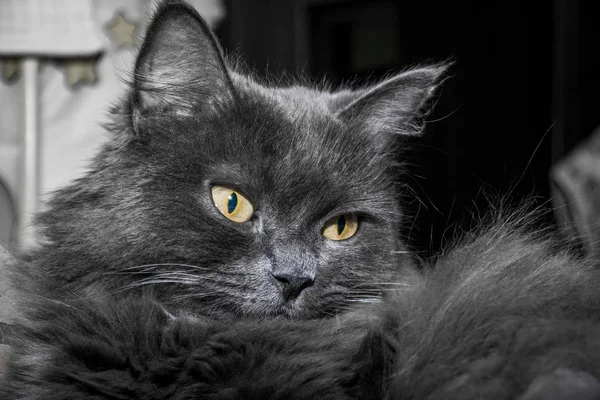 Gray Fluffy Cat Lying Couch Cat Close — Stock Photo, Image