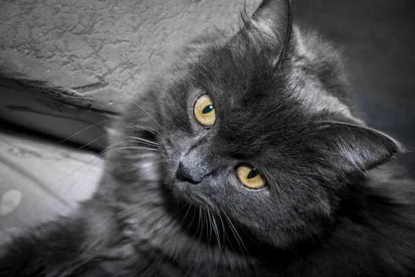 Gray Fluffy Cat Lying Couch Cat Close — Stock Photo, Image