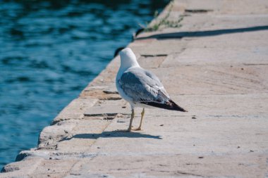 Bir martı Waterfront iskele üzerinde sırtında.
