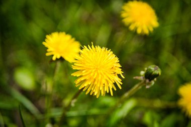 Sahada sarı karahindiba. Güneşli yaz günü