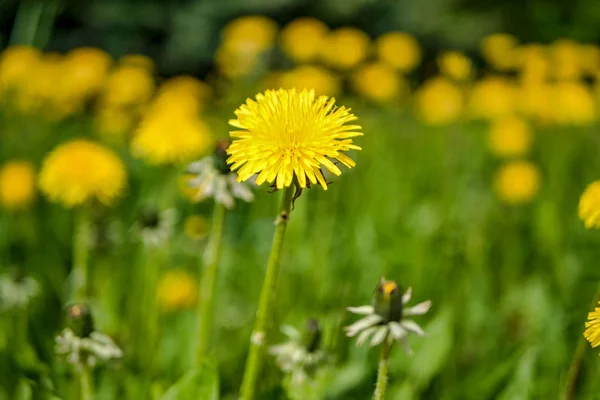 Gelbe Löwenzahn auf dem Feld. sonniger Sommertag — Stockfoto