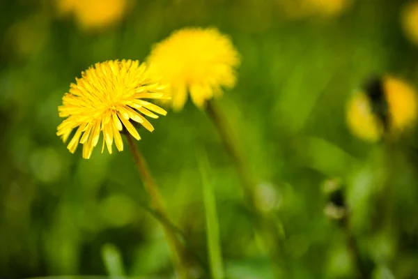 Dente-de-leão amarelo no campo. dia de verão ensolarado — Fotografia de Stock