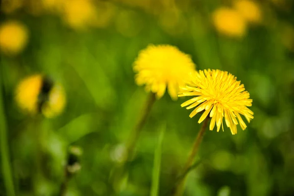 Denti di leone gialli sul campo. giornata estiva soleggiata — Foto Stock