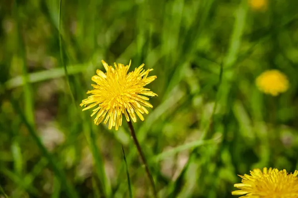 Yellow dandelions on the field. sunny summer day — Stock Photo, Image