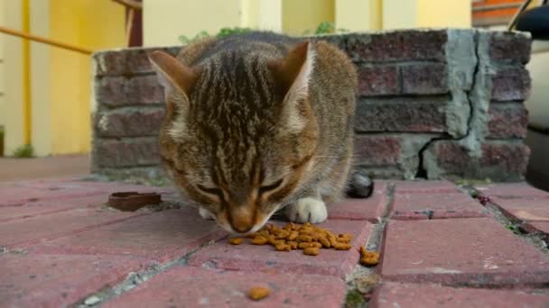 可爱的街头猫在院子里吃干猫的食物 — 图库视频影像