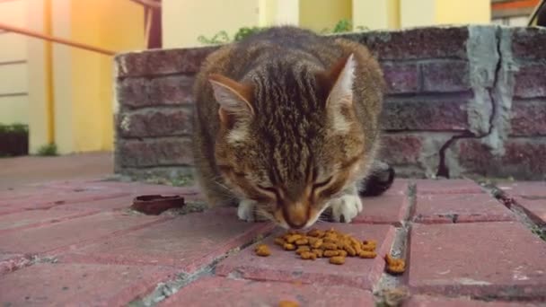 Χαριτωμένο Γάτα Του Δρόμου Τρώει Ξηρά Τροφή Γάτας Στην Αυλή — Αρχείο Βίντεο