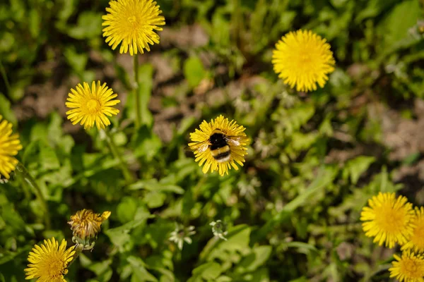 Un grosso calabrone su un dente di leone giallo. giornata estiva — Foto Stock