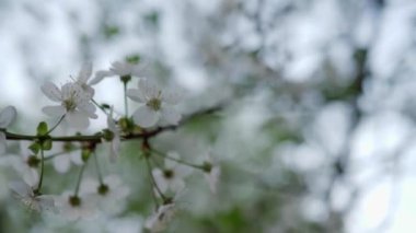Kiraz ağacında çiçek açan beyaz çiçekler. Bahar güneşli gün.